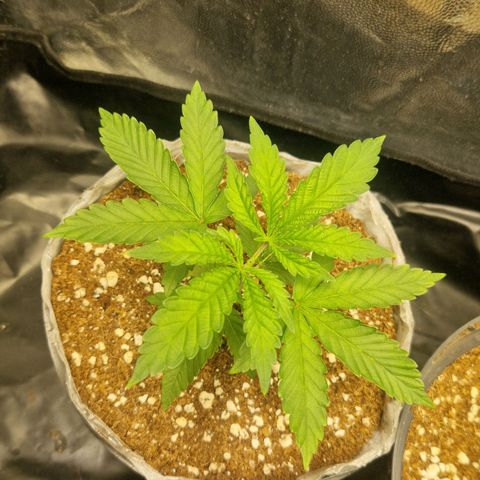 Cherry Fritter  growlog timeline photo