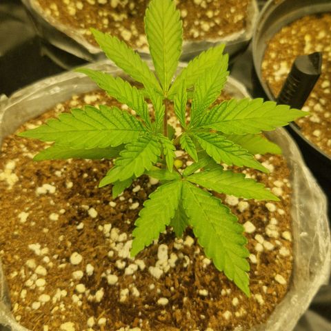 Cherry Fritter  growlog timeline photo