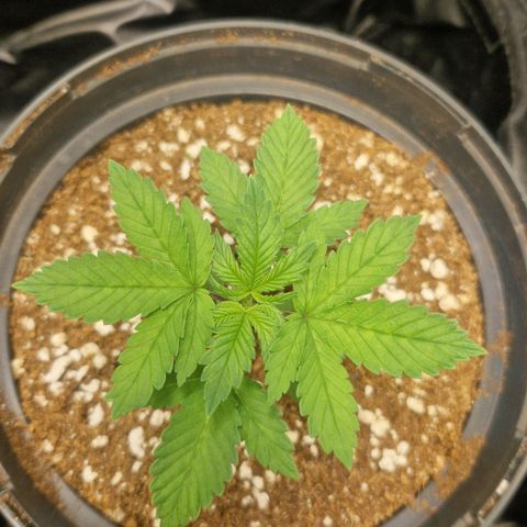 Quick Mass growlog timeline photo