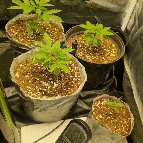 Quick Mass growlog timeline photo