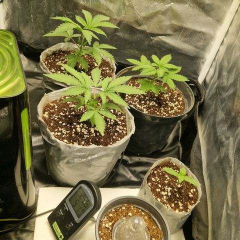 Quick Mass growlog timeline photo