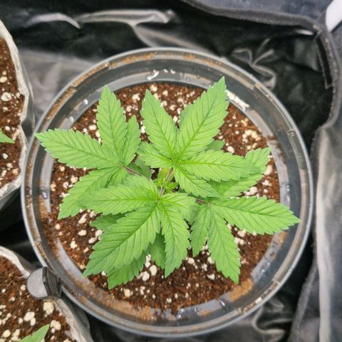 Quick Mass growlog timeline photo
