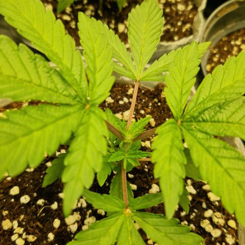 Cherry Fritter  growlog timeline photo