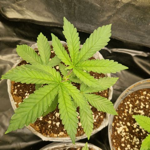 Cherry Fritter  growlog timeline photo