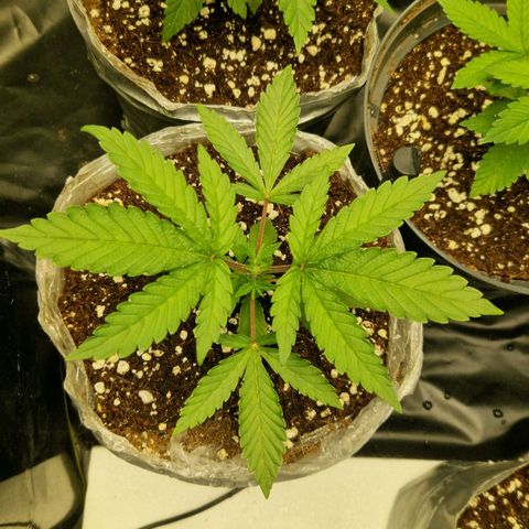 Cherry Fritter  growlog timeline photo