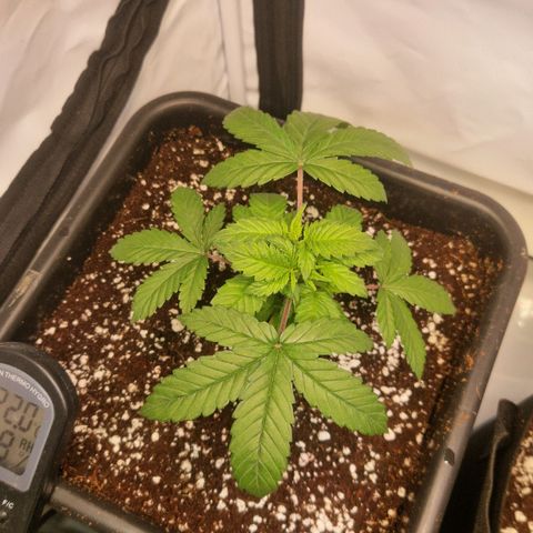 Quick Mass growlog timeline photo
