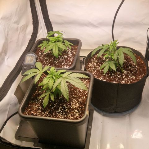 Quick Mass growlog timeline photo