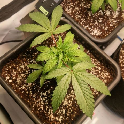 Cherry Fritter  growlog timeline photo