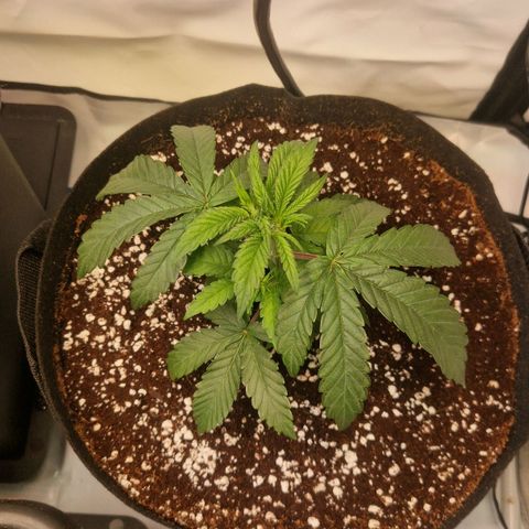 Cherry Fritter  growlog timeline photo
