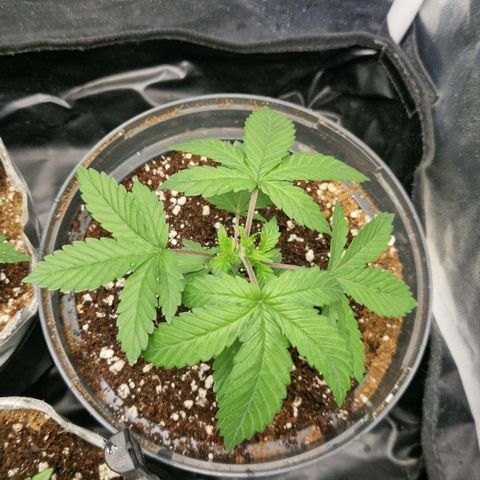 Quick Mass growlog timeline photo