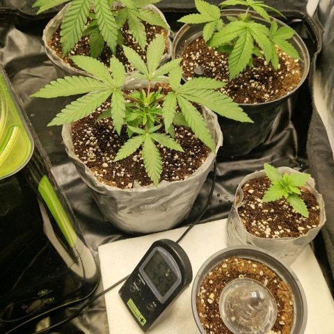 Cherry Fritter  growlog timeline photo