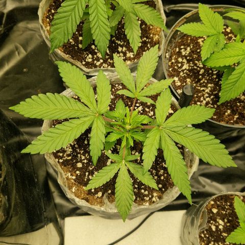 Cherry Fritter  growlog timeline photo