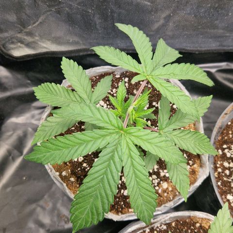 Cherry Fritter  growlog timeline photo