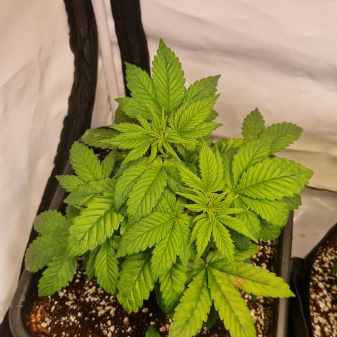 Quick Mass growlog timeline photo