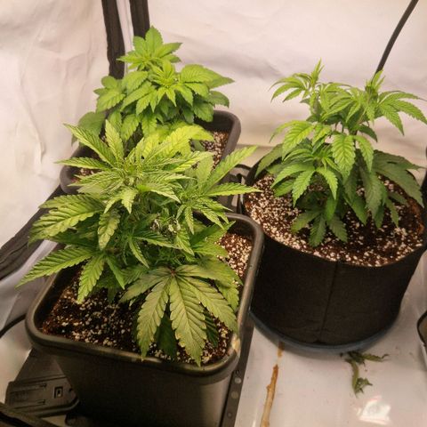 Cherry Fritter  growlog timeline photo