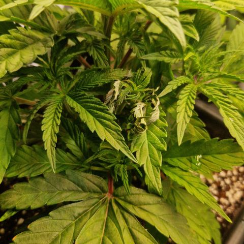 Cherry Fritter  growlog timeline photo