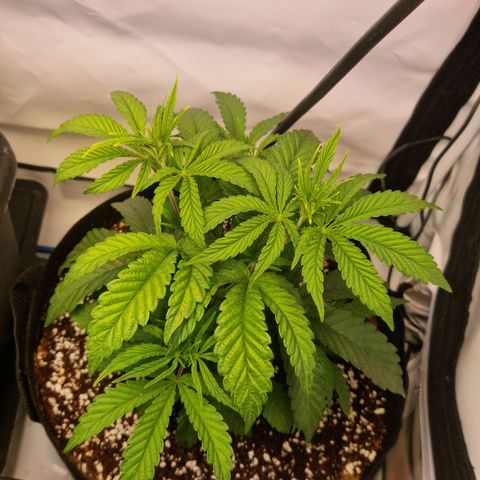 Cherry Fritter  growlog timeline photo