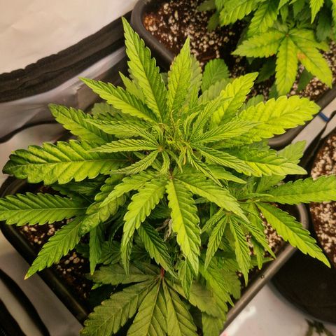 Cherry Fritter  growlog timeline photo