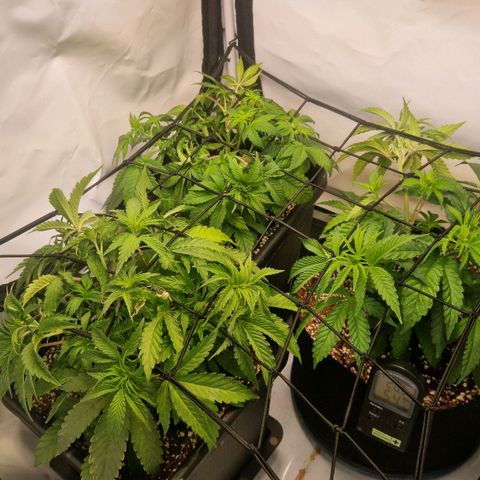 Quick Mass growlog timeline photo