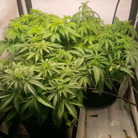 Cherry Fritter  growlog timeline photo