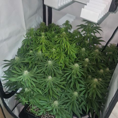 Quick Mass growlog timeline photo