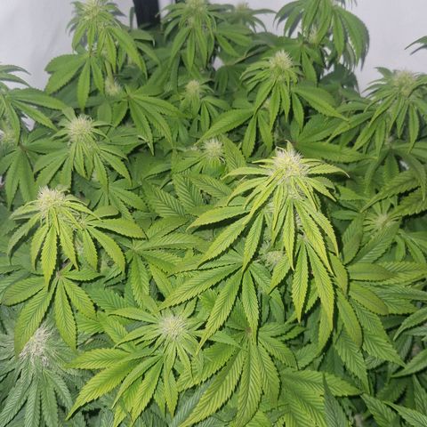 Quick Mass growlog timeline photo
