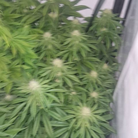 Cherry Fritter  growlog timeline photo