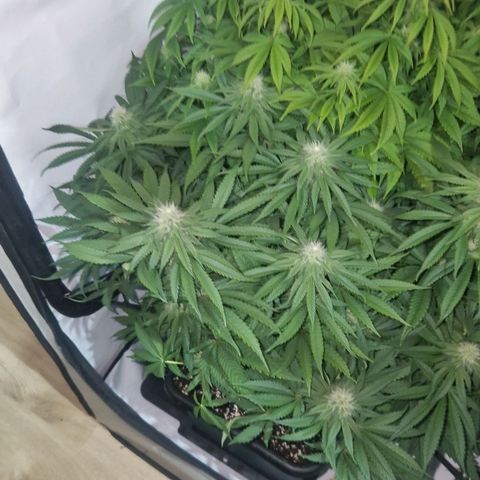Cherry Fritter  growlog timeline photo
