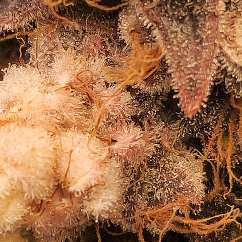 Cherry Fritter  growlog timeline photo