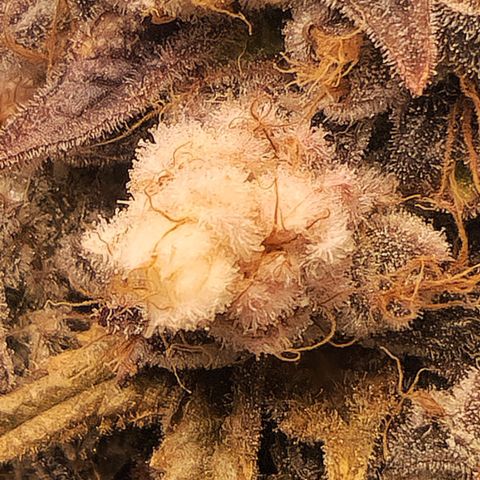 Cherry Fritter  growlog timeline photo