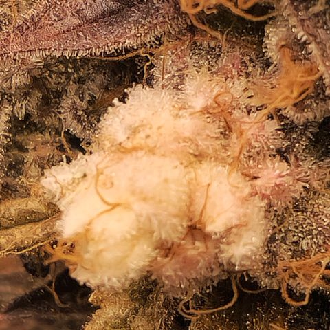 Cherry Fritter  growlog timeline photo