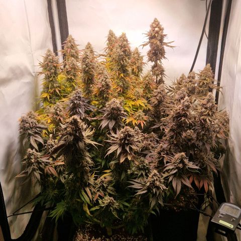 Cherry Fritter  growlog timeline photo