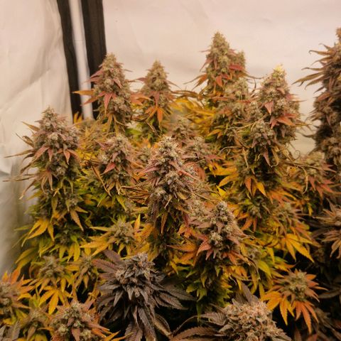 Cherry Fritter  growlog timeline photo