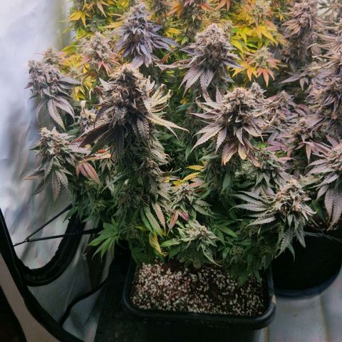 Cherry Fritter  growlog timeline photo
