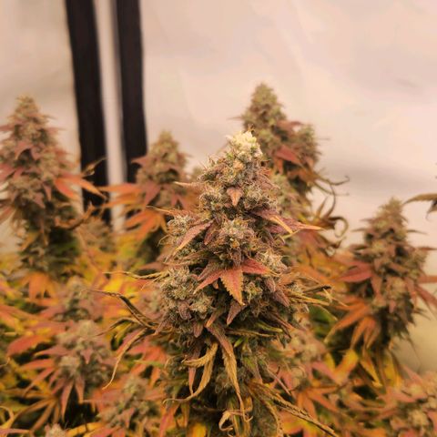 Cherry Fritter  growlog timeline photo