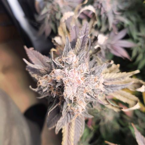 Cherry Fritter  growlog timeline photo
