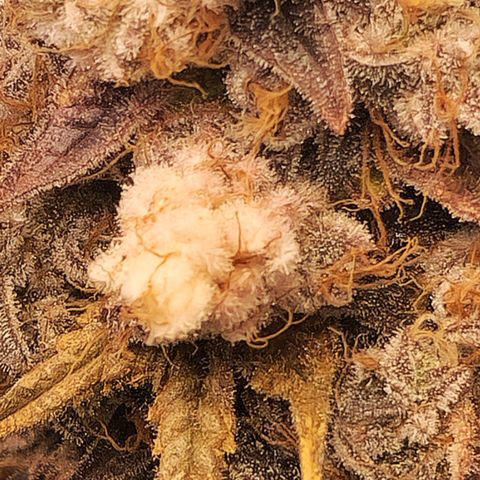 Cherry Fritter  growlog timeline photo