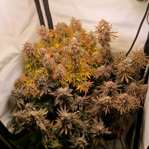 Cherry Fritter  growlog timeline photo