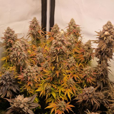 Cherry Fritter  growlog timeline photo