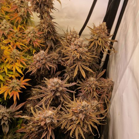 Cherry Fritter  growlog timeline photo