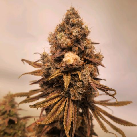 Cherry Fritter  growlog timeline photo