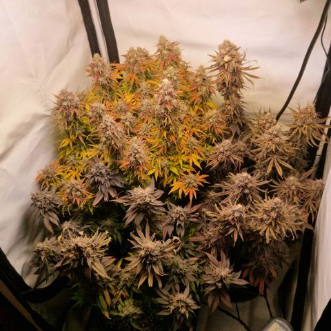 Cherry Fritter  growlog timeline photo