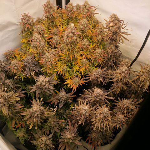 Cherry Fritter  growlog timeline photo