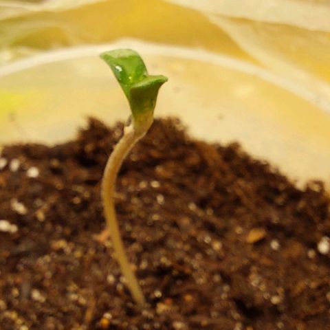 Cali (von privat,Strain unbekannt)-[first grow] growlog timeline photo