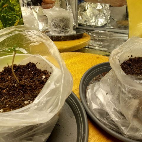 Cali (von privat,Strain unbekannt)-[first grow] growlog timeline photo