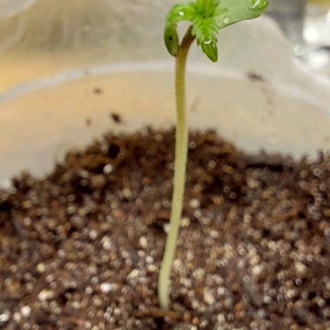 Cali (von privat,Strain unbekannt)-[first grow] growlog timeline photo