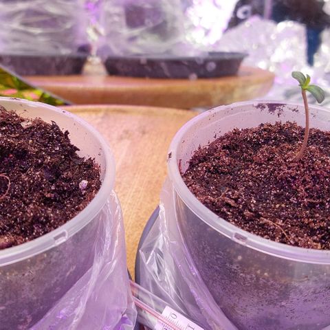 Cali (von privat,Strain unbekannt)-[first grow] growlog timeline photo