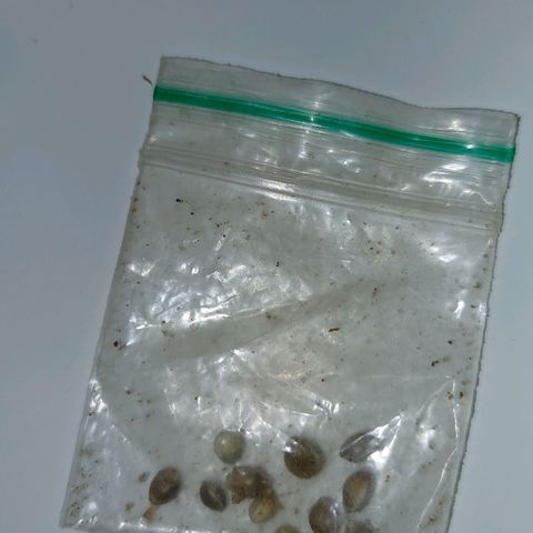 Cali (von privat,Strain unbekannt)-[first grow] growlog timeline photo