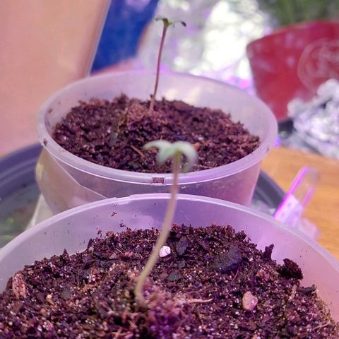 Cali (von privat,Strain unbekannt)-[first grow] growlog timeline photo