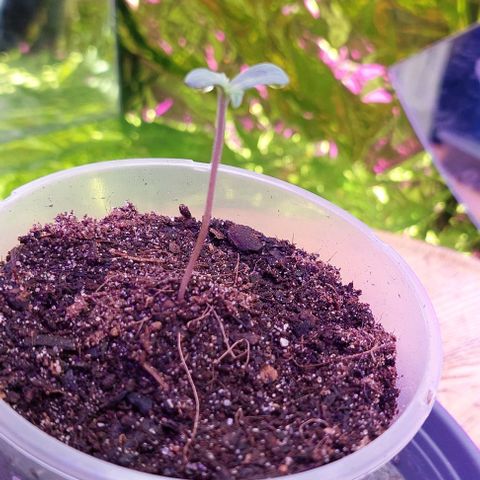 Cali (von privat,Strain unbekannt)-[first grow] growlog photo: Leider spargeln die beiden etwas(zu lange keimen ohne Licht?)